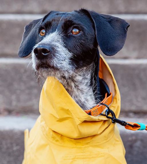 Hunderegenmantel Helgoland, Yellow