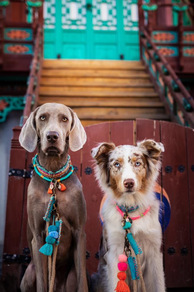 Bondi Beach Hundehalskette