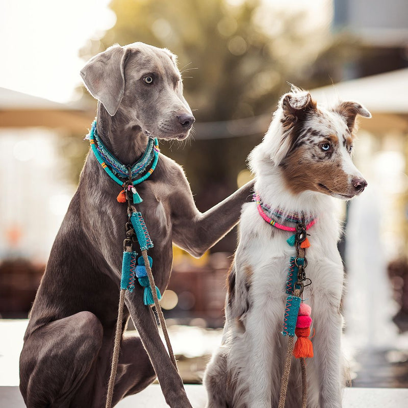 Coco Beach Hundehalskette