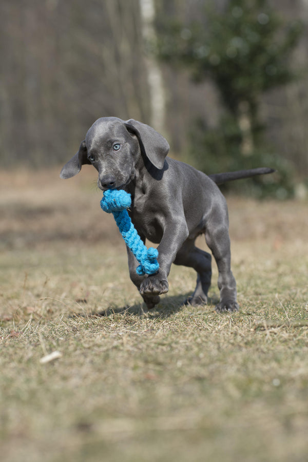 Hundespielzeug Angela Anker