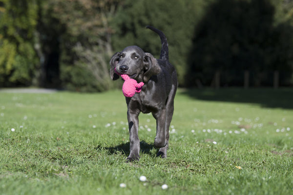 Hundespielzeug Franzi Flamingo