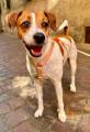 Hundegeschirr SIGNATURE Orange – Bild 3