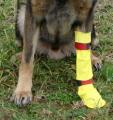 Pfotenschuh aus Naturlatex Dog Gusti