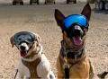 REX Space Hundebrille V2 Schwarz – Bild 2