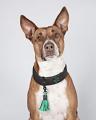 Halsband Boy – Bild 6