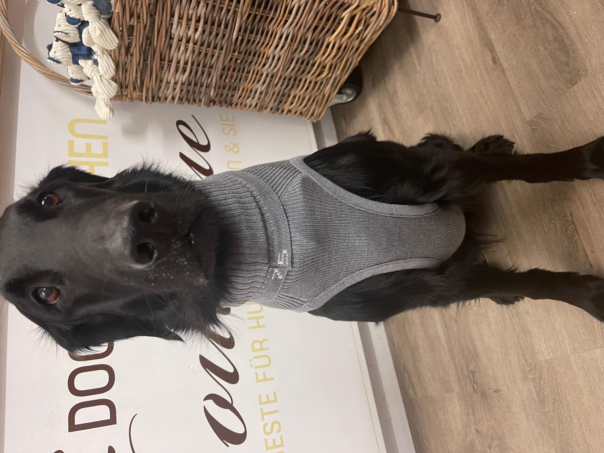 Strickpullover LEVRIERI Grau
