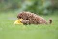 Hundespielzeug Leo Löwe – Bild 3