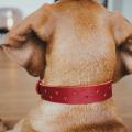 Halsband Aalborg Soul Rot – Bild 6