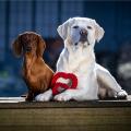 Hundespielzeug Mini Heart, Rot – Bild 5