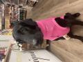 Strickpullover LEVRIERI Fuchsia – Bild 3