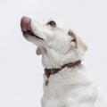 Hundehalsband Ravello Hazel – Bild 5