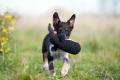 Hundespielzeug Poldi Pinguin – Bild 4