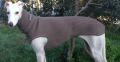 Strickpullover LEVRIERI Antracite – Bild 3