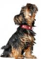 Halsband Love mit Herzen Rot – Bild 7