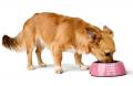 Melamin-Napf Chester, 350ml, Pink – Bild 5