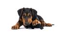 Hundespielzeug Kater Casanova – Bild 2