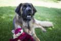 Fuchs Knottie – Bild 3