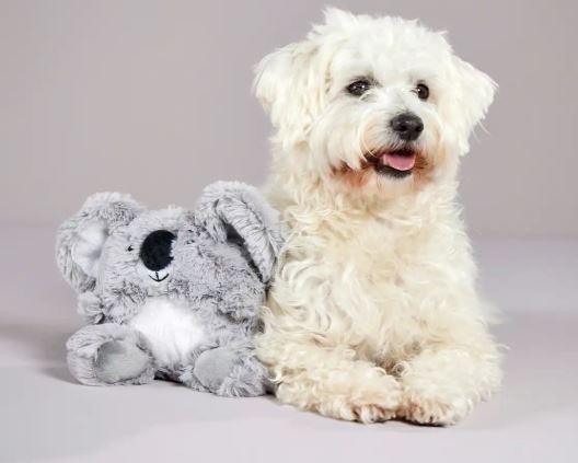 Koala – Bild 3