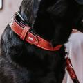 Halsband Canadian UP Cognac/Schwarz – Bild 6