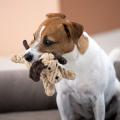 Hundespielzeug Doggy Dog oder Doggy Dog Jr., Beige – Bild 7