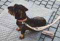 Bergamo Halsband Schwarz – Bild 2