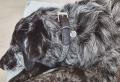 Lucca Halsband Ferro/Schwarz – Bild 2