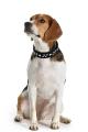 Halsband Stars – Bild 3