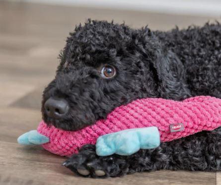 Hundespielzeug Seepferdchen