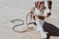 Harness aus Leder Feram – Bild 4
