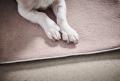 Hundedecke Buffalo Creme – Bild 4
