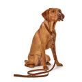 Dressurhalsband Solid Education Cognac – Bild 4
