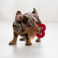 Hundespielzeug Mini Heart, Rot – Bild 7
