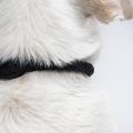 Hundehalsband Ravello Black – Bild 6