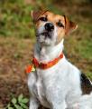 Hundehalsband Crazy mit Silber Orange – Bild 4