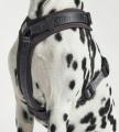 Modena Hundegeschirr, Asphalt – Bild 3