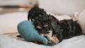 Hundespielzeug Wales Wal, Blau – Bild 2