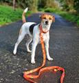 Leine Crazy mit Karabiner Silber Orange – Bild 2