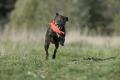 Hundespielzeug Kristof Krabbe – Bild 5