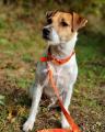 Hundehalsband Crazy mit Silber Orange – Bild 2