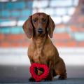 Hundespielzeug Mini Heart, Rot – Bild 6