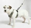 Modena Hundegeschirr Grolive – Bild 4
