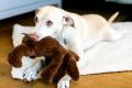 Plüschhund Beige – Bild 3
