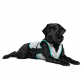 Dry Cooling Vest – Bild 2