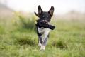 Hundespielzeug Kater Casanova – Bild 5