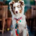 Bondi Beach Hundehalskette Pink – Bild 3