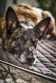Hundesteppdecke Oxford - Samt Stone – Bild 3