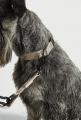 Modena Hundehalsband Greige – Bild 4