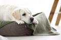 Hundedecke REVERSO, Olive-Natural – Bild 5