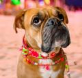 Hundehalsband Ibiza Flower – Bild 3