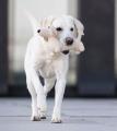 Hundespielzeug Dackel, Beige – Bild 4